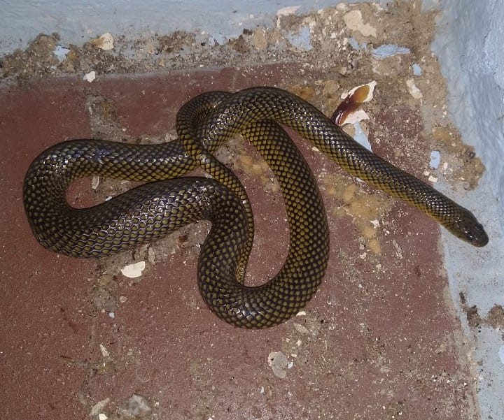 cobra escondida em banheiro em jaraguá do sul