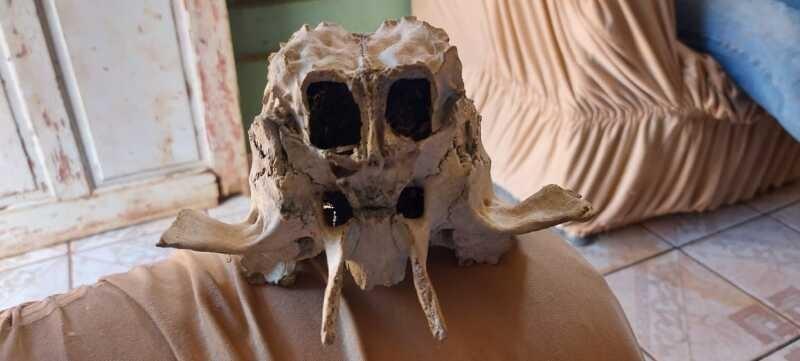 Suposto cr&acirc;nio de alien&iacute;gena assustou moradores do interior do Mato Grosso – Foto: Arquivo pessoal