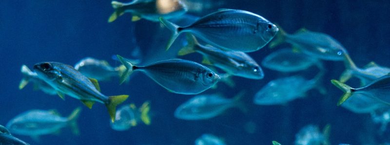 Cientistas apontam possibilidade de criar peixes na Lua - Aaron Burden on Unsplash