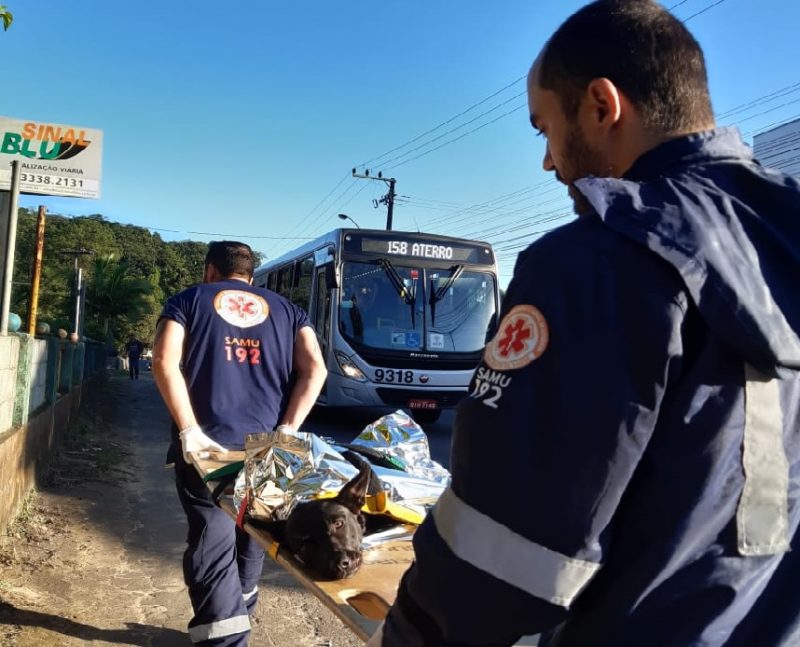 Cachorrinha resgatada pelo Samu após atropelamento morre em Blumenau – Foto: Samu/Divulgação