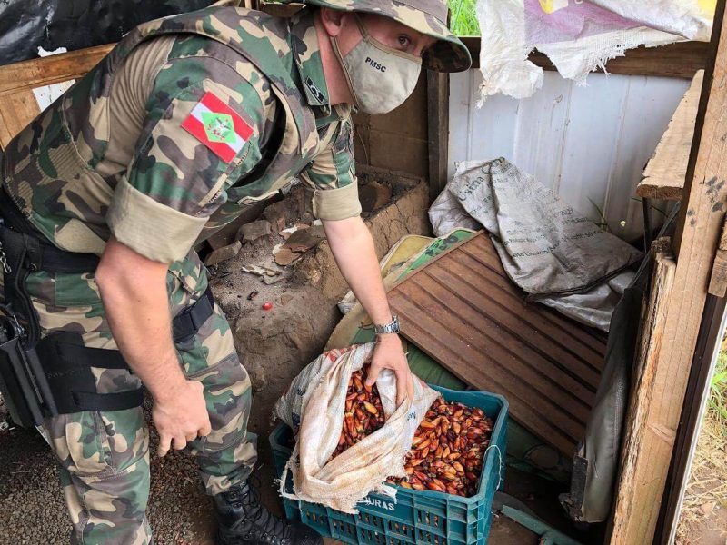 De acordo com a PMA, nos últimos dias foram realizadas diversas atividades de prevenção e orientação sobre o período de defeso do pinhão com o objetivo de fiscalizar as possíveis práticas ilegais. – Foto: Polícia Militar Ambiental/Divulgação/ND