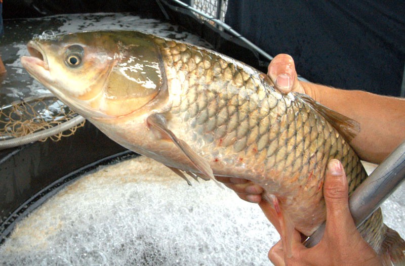 Feira do Peixe Vivo em Blumenau será realizada na Feira Livre – Foto: Divulgação/Prefeitura de Blumenau