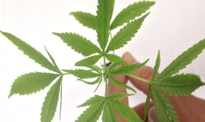 Descriminalização da maconha – Foto: Divulgação/Polícia Federal/ND
