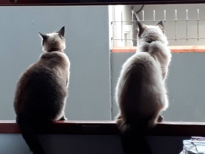 Ap&oacute;s fechar a cl&iacute;nica onde atuava, Cintia ficou isolada com o irm&atilde;o. Esta &eacute; uma das fotos favoritas daquela tempo – Foto: C&iacute;ntia Vaz Aydos/Arquivo Pessoal/ND