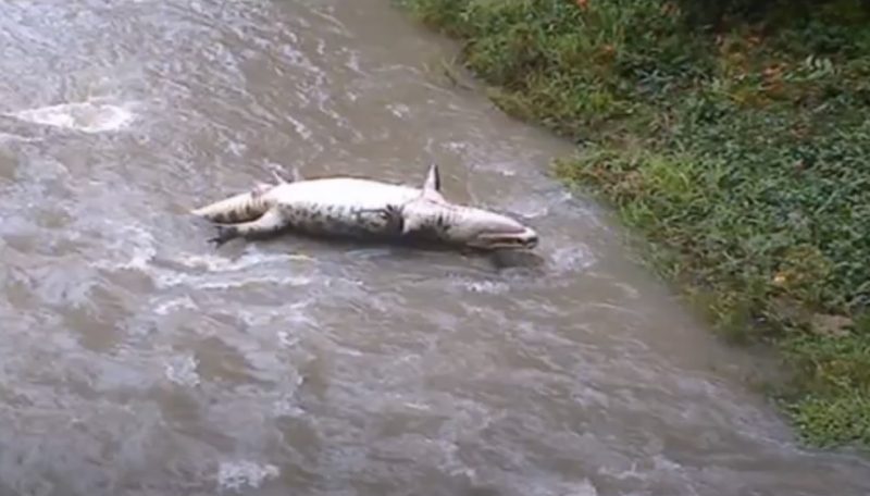 Corpo de um jacaré foi encontrado boiando em maio de 2015 em um braço do rio Cachoeira – Foto: Reprodução vídeo
