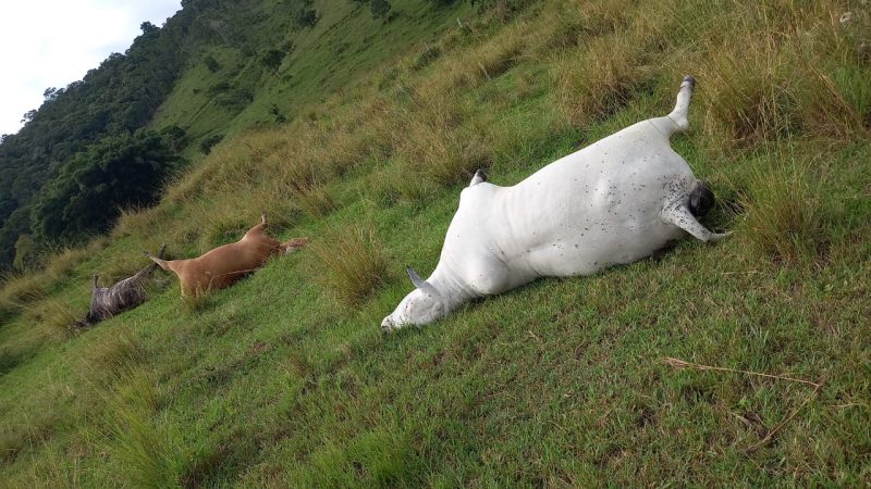 Vacas prenhas morrem eletrocutadas no Vale do Itajaí – Foto: Reprodução/ND