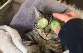 Gatinho ficou famoso depois de aparecer em dia de spa – Foto: Reprodução