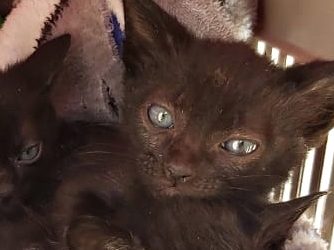 A polícia diz que, infelizmente, o abandono de animais às margens das rodovias é rotineiro, e, por consequência, na maioria das vezes, os animais acabam atropelados e mortos. – Foto: PMRv/ND
