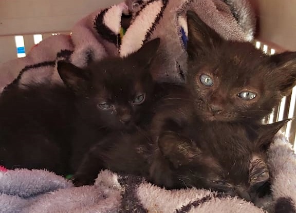 Três filhotes de gatos foram abandonados às margens da SC-283 em Águas de Chapecó, no Oeste de Santa Catarina, no último fim de semana. Eles foram encontrados dentro de uma caixa de papelão na tarde de domingo (7) durante patrulhamento da PMRv (Polícia Militar Rodoviária). – Foto: PMRv/ND