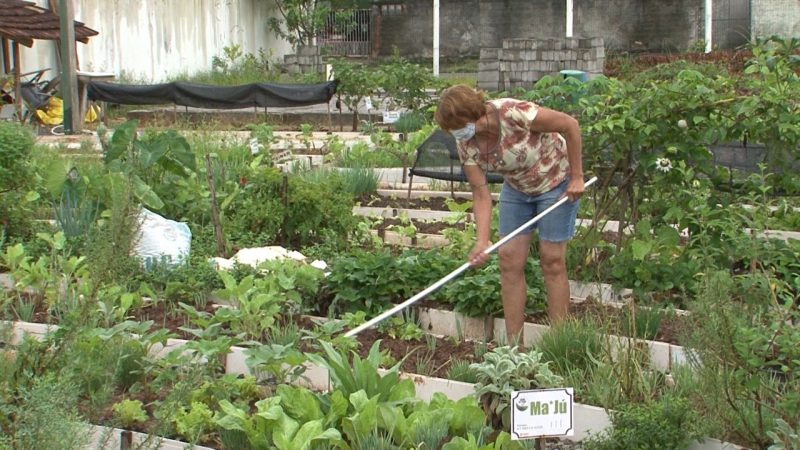Para dona Nadir, cuidar da horta faz bem também para a mente – Foto: Juliano Masselai/NDTV