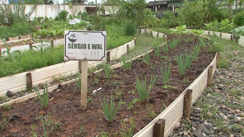 Cada vizinho cuida de uma parte da horta comunitária – Foto: Juliano Masselai/NDTV