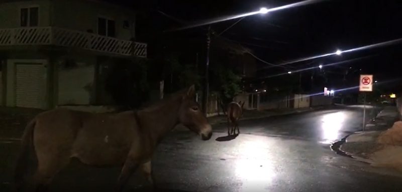 Os jumentos foram flagrados na zona Sul de Joinville na noite de domingo (14) – Foto: Ricardo Alves/NDTV