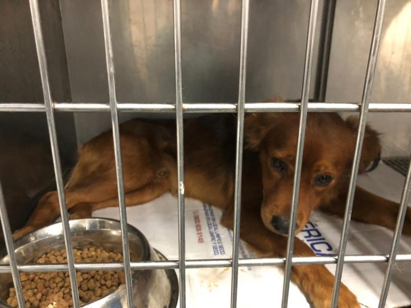 Assim que se recuperar, o cachorrinho será colocado para adoção
