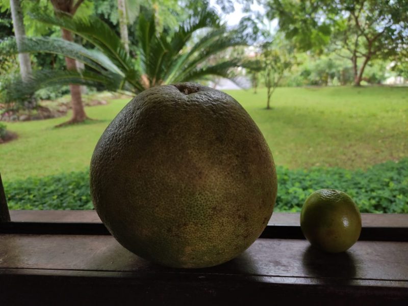 Laranja é quase o triplo dos frutos de tamanho normal – Foto: Arquivo pessoal