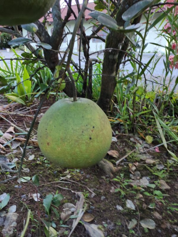 Laranja gigante foi encontrada no quintal da casa de Marciana – Foto: Arquivo pessoal