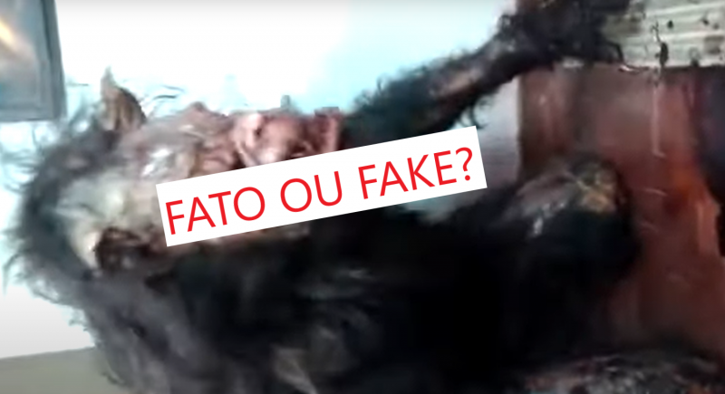 Lobisomem teria sido visto em uma avenida central de Itapo&aacute; – Foto: Reprodu&ccedil;&atilde;o/Redes sociais