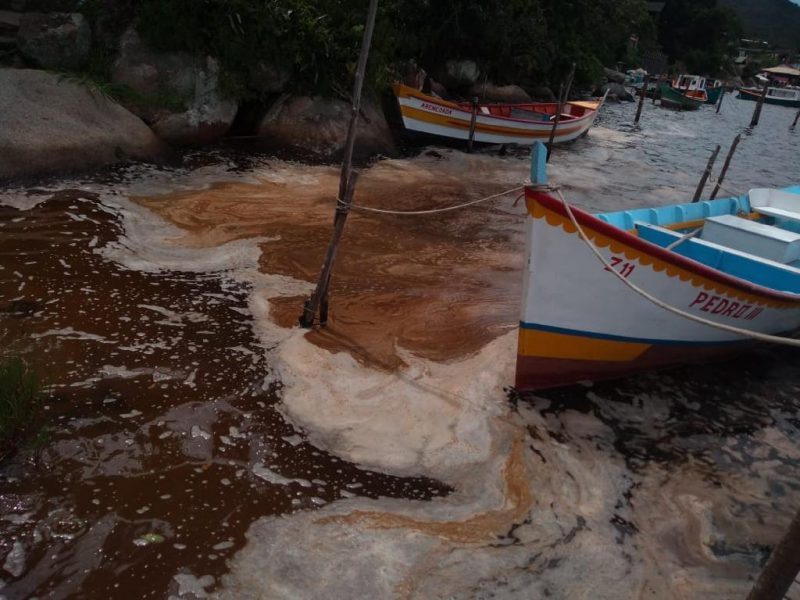Novo ciclo da mar&eacute; marrom foi registrado na Lagoa da Concei&ccedil;&atilde;o o &uacute;ltimo fim de semana – Foto: Divulga&ccedil;&atilde;o/ND
