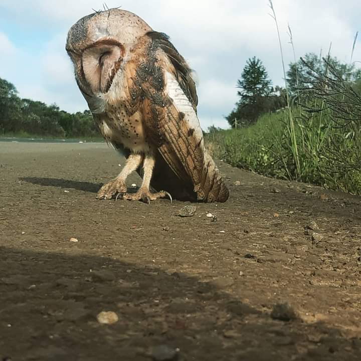 Coruja dormia às margens da BR-470 em Curitibanos