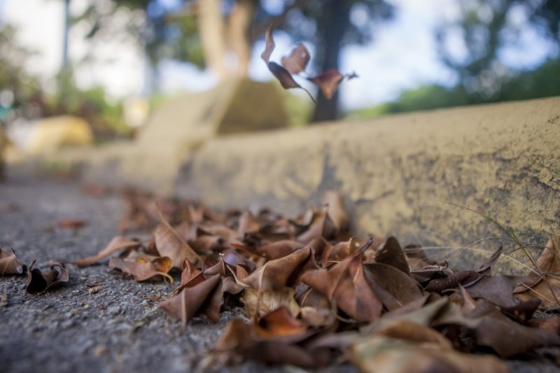 folhas secas, outono