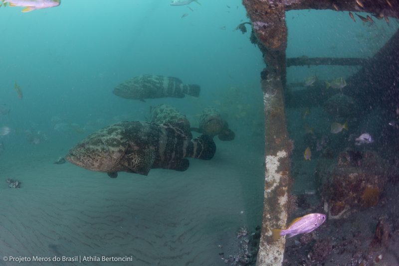 Peixes foram avistados na última semana em São Francisco do Sul – Foto: Athila Bertoncini/Projeto Meros