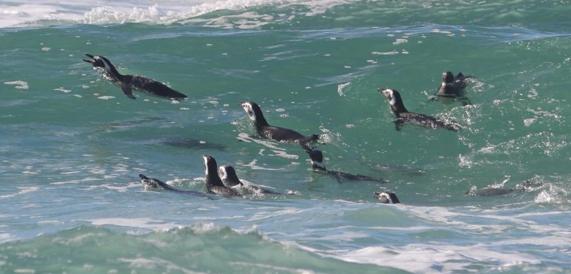 Ao todo, foram soltos 21 pinguins – Foto: R3 Animal/Divulgação/ND