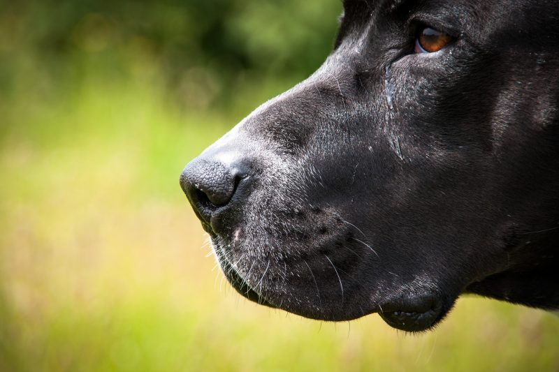 Após cão matar bebê em SC, veterinária aponta causas para agressividade e cuidados – Foto: Pixabay/Divulgação
