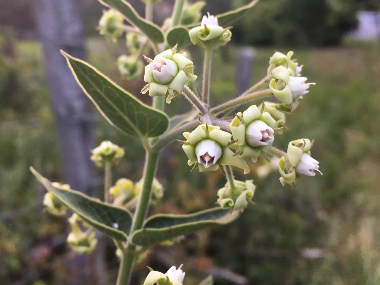 Biólogo de Jaraguá do Sul descobre nova espécie de planta em SC