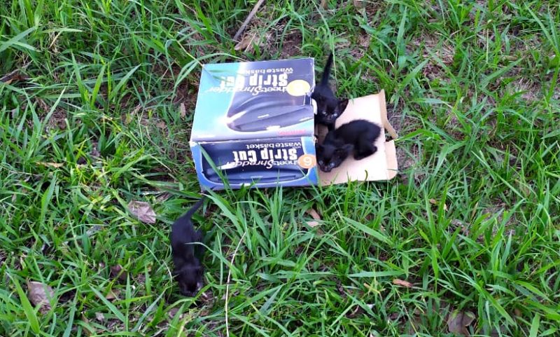 Os animais estavam com fome e foram levados à base da PMRv onde receberam alimentação. Um dos gatinhos foi adotado por um policial, já os demais foram levados à Associação Amigos dos Animais e da Natureza de Iporã do Oeste onde estão disponíveis para adoção. Abandonar ou maltratar animais é crime e qualquer pessoa pode e deve denunciar. – Foto: PMRv/ND