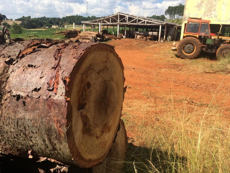 Policiais ambientais de Chapec&oacute;, em deslocamento pela Rodovia BR-282, pr&oacute;ximo &agrave; PRF (Pol&iacute;cia Rodovi&aacute;ria Federal), em Xanxer&ecirc;, no Oeste de Santa Catarina, se depararam com um caminh&atilde;o transportando arauc&aacute;ria em toras, sem comprova&ccedil;&atilde;o da origem legal do produto.
