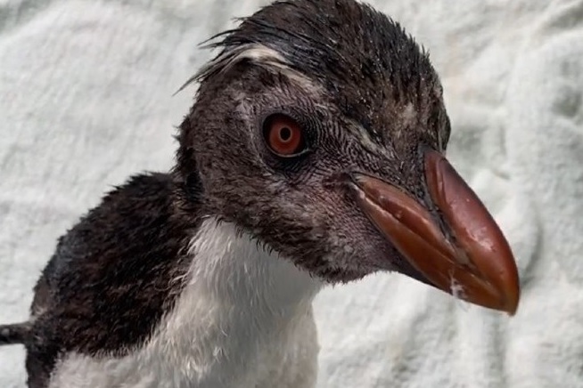 Pinguim Supera Solidao Em Quarentena Com Desenho Animado Fotos