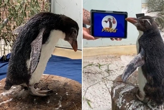 Pinguim Supera Solidao Em Quarentena Com Desenho Animado Fotos