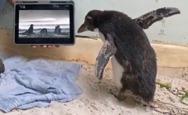 Pinguim Supera Solidao Em Quarentena Com Desenho Animado Fotos