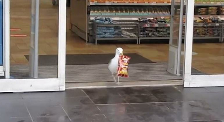 Gaivota invadiu mercado e roubou pacite de batatas fritas – Foto: Reprodução/ Facebook Neil Traynor
