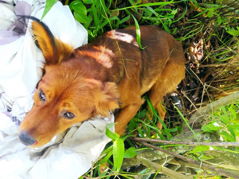 O cão, que recebeu o nome de Kombi, teve uma das patas quebradas