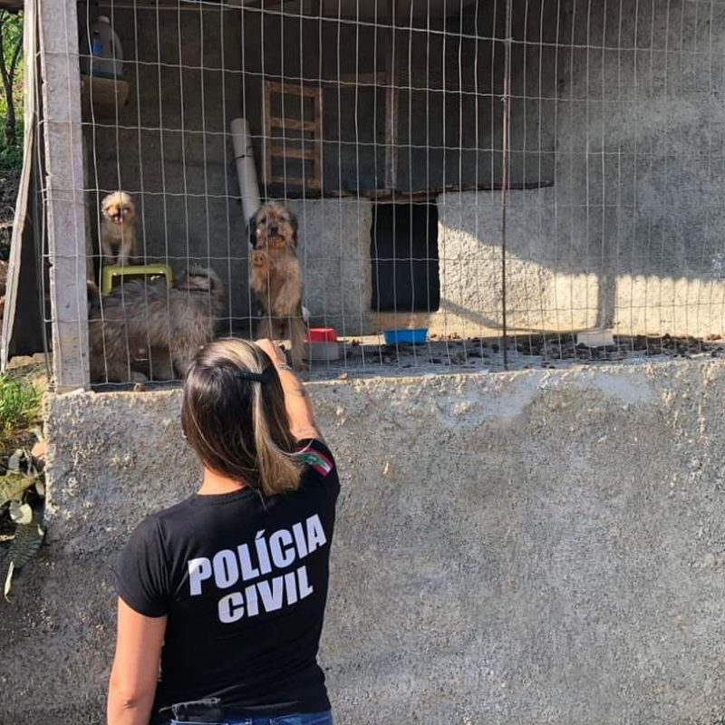 Pol&iacute;cia encontrou os animais em situa&ccedil;&atilde;o degradante – Foto: Divulga&ccedil;&atilde;o/Pol&iacute;cia Civil