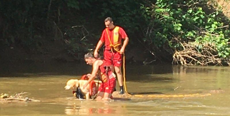 C&atilde;o ficou ilhado entre o rio e o barranco e foi resgatada pelos bombeiros em Rio dos Cedros – Foto: Divulga&ccedil;&atilde;o/Corpo de Bombeiros