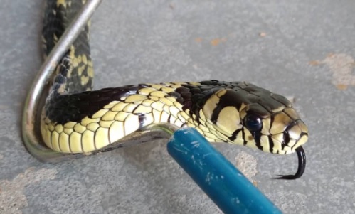 Desespero! Criança é picada após pisar em serpente venenosa; vídeo, Curiosidades