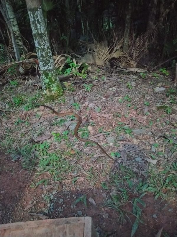 A serpente cipó foi solta em seu habitat natural – Foto: Bombeiros Voluntários