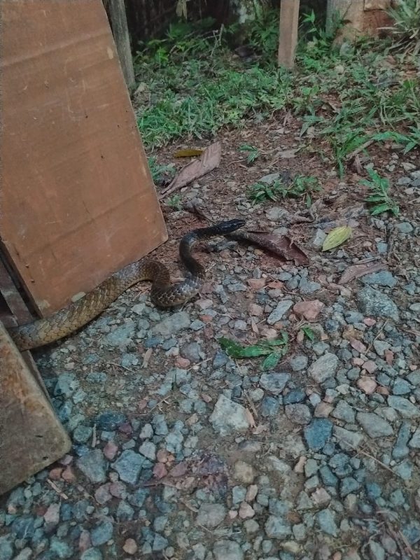 Serpente foi encontrada na recepção de um hospital de Guaramirim – Foto: Bombeiros Voluntários