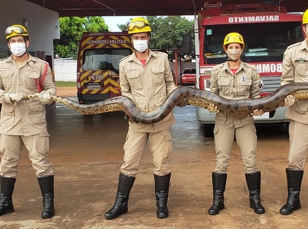 Sucuri verde é resgatada pelos bombeiros no quintal de casa em Goiás;  conheça a espécie, Goiás