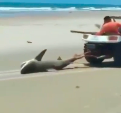 Tubarão é morto após ser torturado em praia do Ceará – Foto: Reprodução/Redes Sociais