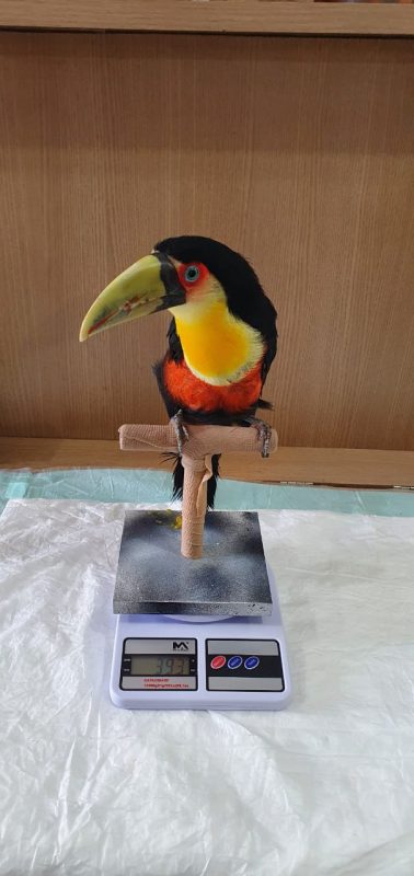 Animal chegou a funda&ccedil;&atilde;o em setembro de 2020 – Foto: Fujama/Divulga&ccedil;&atilde;o