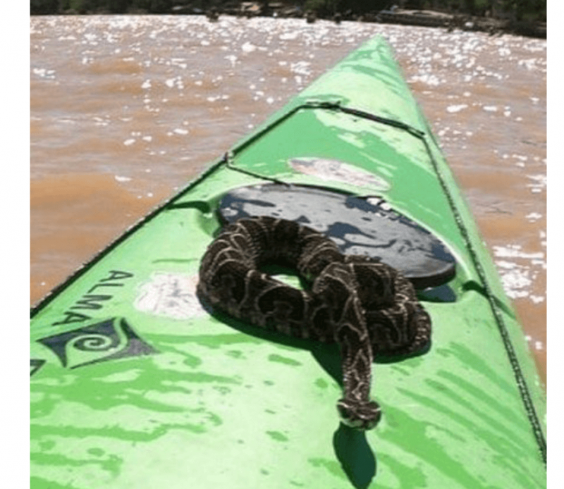 Urutu pulou sobre o caiaque – Foto: Reprodu&ccedil;&atilde;o