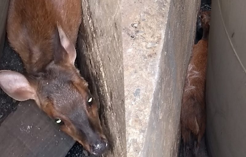 Veado foi capturado na manh&atilde; desta sexta-feira – Foto: Corpo de Bombeiros Militar/ND