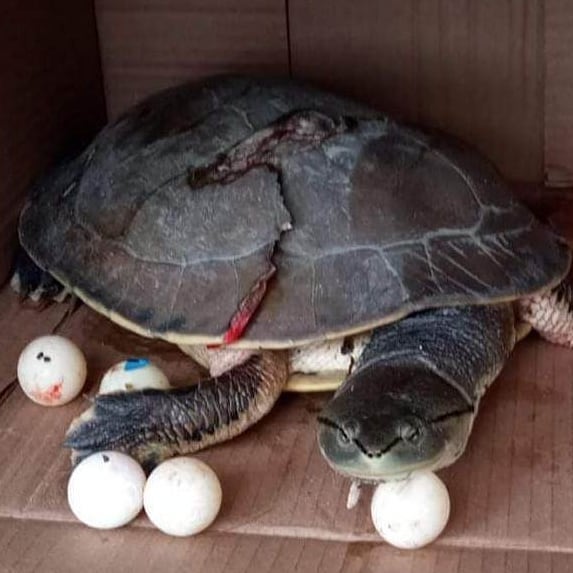 A tartaruga foi encontrada em Itaja&iacute; – Foto: Pol&iacute;cia Militar Ambiental de SC