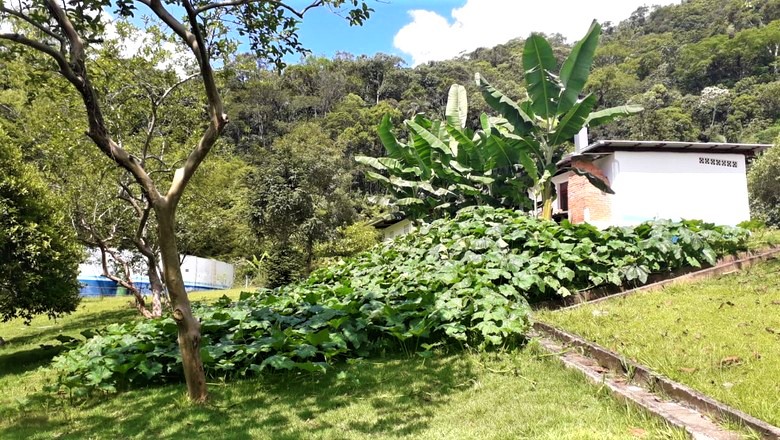 ETA 3 do Samae Blumenau teve produção de abóboras e bananas em sua fossa ecológica & # 8211; Foto: Divulgação