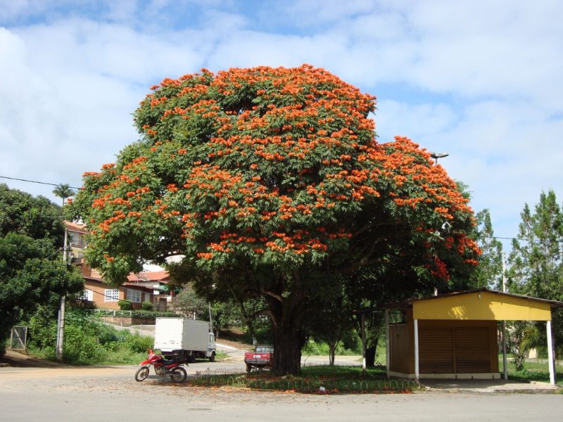 Bonita, mas perigosa: árvore bisnagueira ganhou fama em Joinville – Foto: CVJ/Divulgação