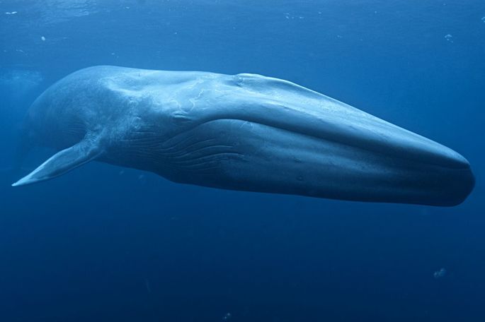 O maior animal do mundo é a baleia-azul (foto), e a maior baleia-azul já encontrada pesa 190 toneladas – um terço do peso do equipamento produzido pela WEG – Foto: Divulgação/Australian Antarctic Division