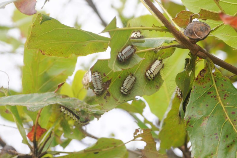 lagartas apareceram em árvores da Capital