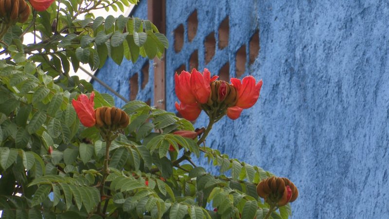 Bisnagueira &eacute; origin&aacute;ria da &Aacute;frica e foi trazida ao Brasil como planta ornamental – Foto: Gladionor Ramos/NDTV